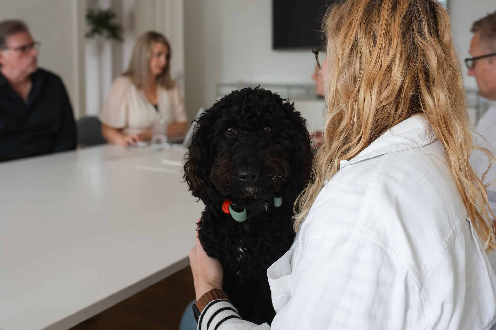 Mitarbeiterin hält einen schwarzen Hund auf dem Schoß während eines Teammeetings im Büro.